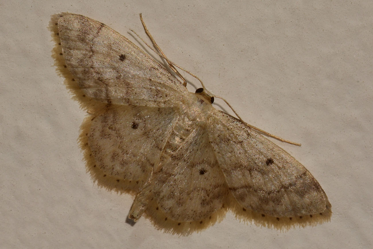 Geometridae -  Idaea biselata